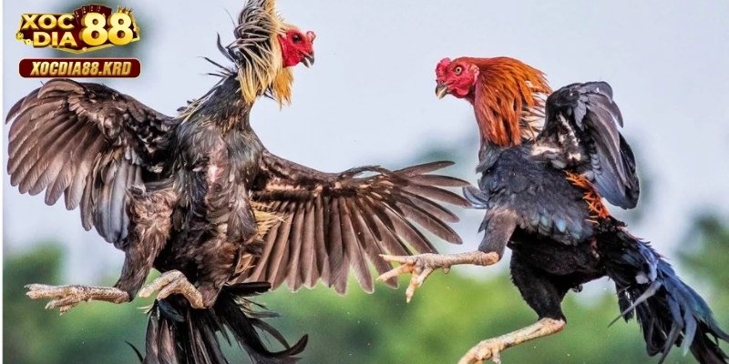 Một vài quy tắc chung của đá gà Campuchia cơ bản