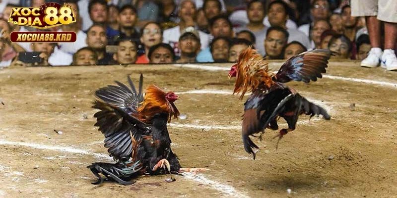 Đá gà cựa sắt là gì?